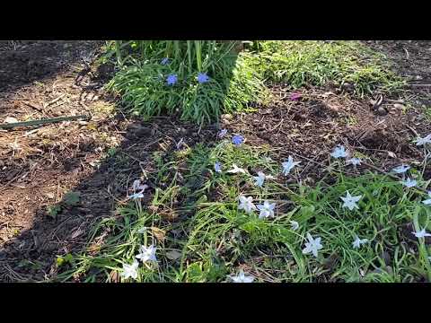 Video: Ipheion vårstjärnblommor i kruk - Skötsel av vårens stjärnblommor i behållare