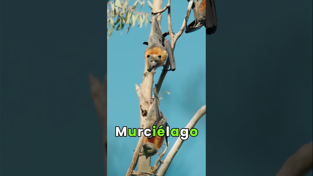 Miniatura de ¿Conoces una palabra con todas las vocales?