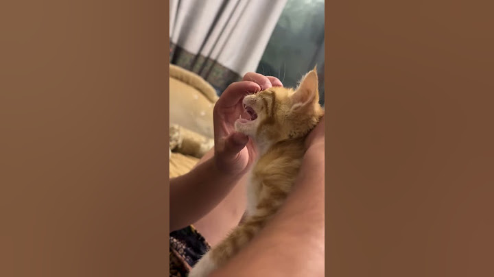To była pułapka 🙀😼