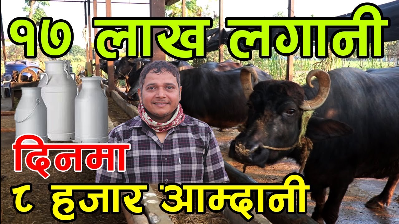 विदेश छोडेर नेपालमै भैँसी पालन ! दिनमै ८ हजार आम्दानी, १७ लाख लगानि ||kiranpaudel