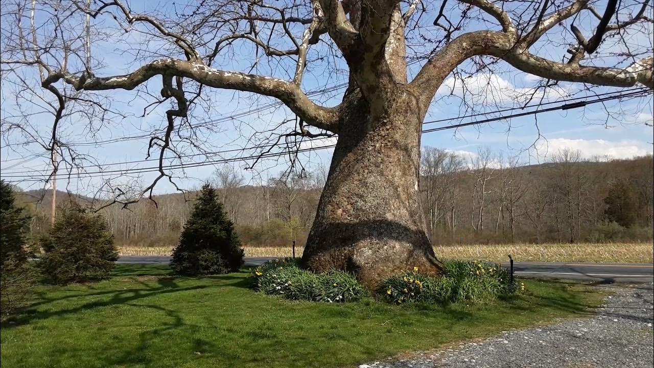 1.66 What about NJ History Washington's Sycamore, Swayze Inn