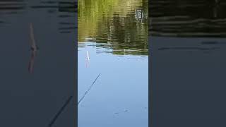 Красивая поклевка плотвички  #fishing #рыбалканаозере #рыбалка  #поклевка #плотва