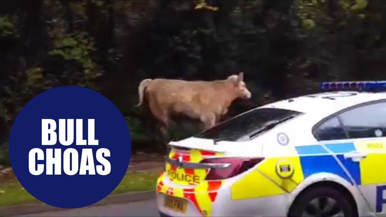 Police called after escaped BULL causes rush hour chaos