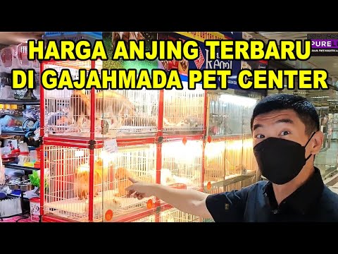 Video: Cara Membeli Anjing Seperti