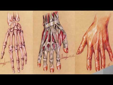 6. <strong>3D</strong> 모델링을 통한 종아리 형태의 이해(How To Draw A Lower Leg) - 오쌤인체해부학(<strong>Anatomy</strong> Teacher O)