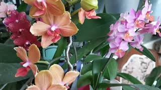 Орхидеи цветущие на лоджии в мае. 🌸Часть 2