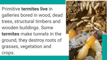 Class-4 EVS lesson-10  Shelter- It