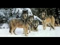 Wolf hunting in Kazakhstan