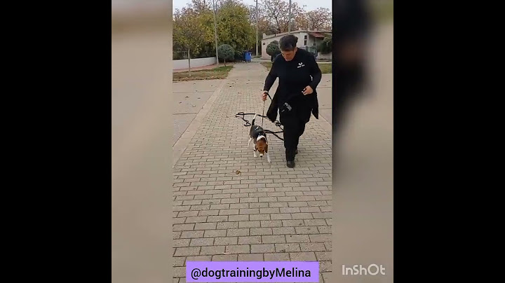 Γίνεται να μην τρώει από κάτω ο σκύλος μου? Φυσικά! #dogtraining #dogbehaviour #positivetraining