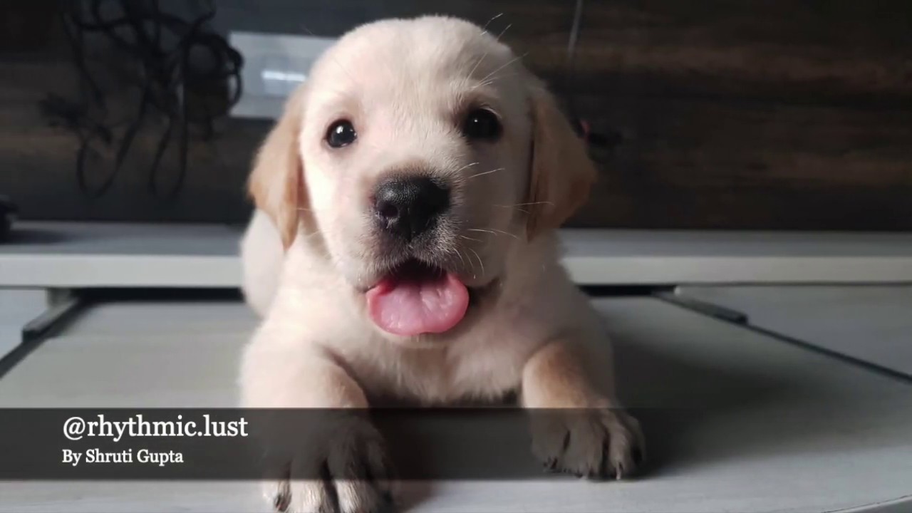A poem for my dog Hindi poetry on dog Labrador puppy YouTube