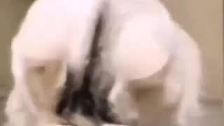 STORY WA KUCING SEDIH