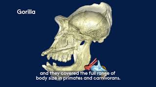 Primate voice boxes are evolving at rapid pace by PLOS Media 1,024 views 3 years ago 2 minutes, 18 seconds