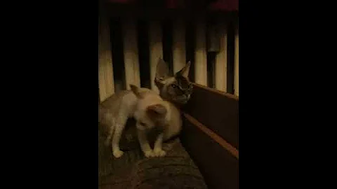 Video 1177401: devon rex girl, white devon rex