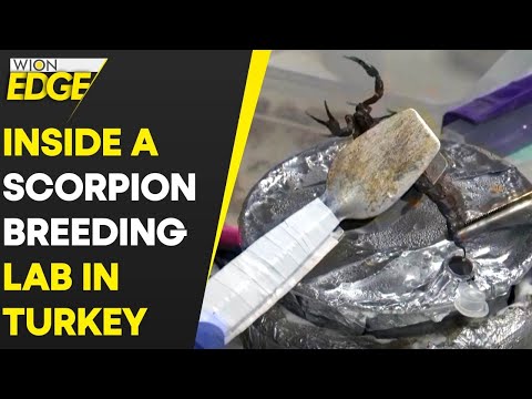 Turkish Scorpion Breeding Lab Milk Arachnids For Their Expensive Venom | Wion Edge