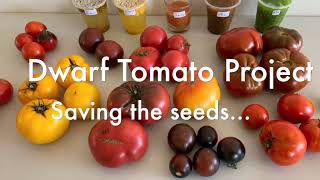 Dwarf Tomato Project  Saving the seeds