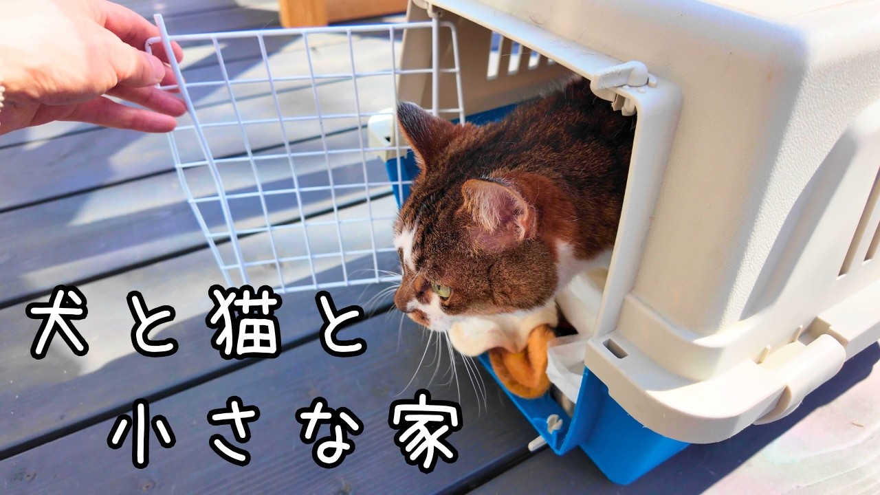 About Amu [Living in the countryside in Hokkaido with dogs and 