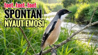 suara cendet gacor pagi siang sore Toet Toet Bikin Cendet Manapun Nyaut dg sekali Dengar