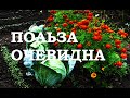 СМЕШАННЫЕ ПОСАДКИ   ПОЛЬЗА ОЧЕВИДНА