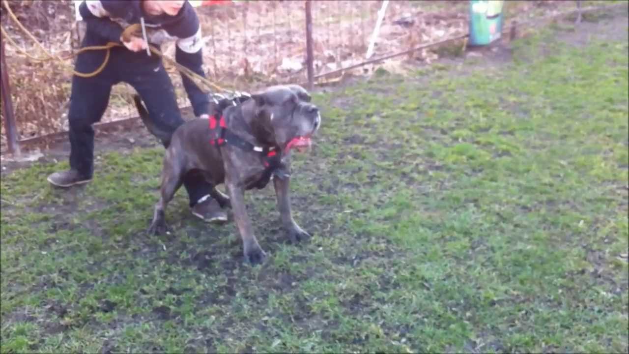 red cross bandog