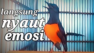 pancingan murai batu agar cepat bunyi
