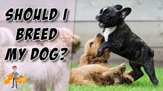 Should I Breed My Dog...or will it be a DISASTER?! - Dog Health Vet Advice