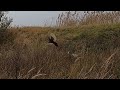 Отличная охота на фазана с собакой. Русский охотничий спаниель. Ноябрь 2021 г.