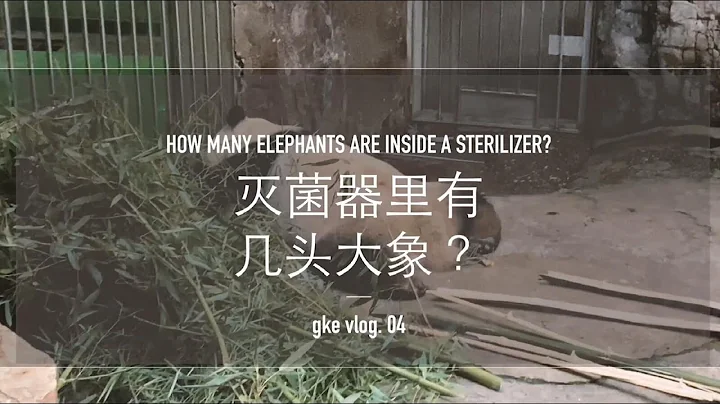 Vlog 04_How many elephants are inside a sterilizer?