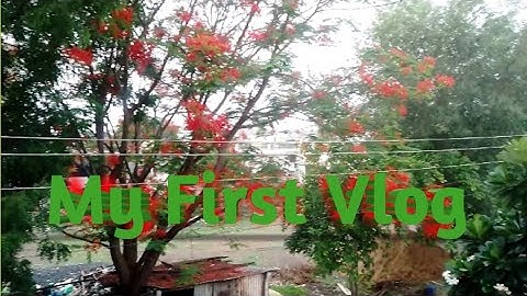 My First Vlog //☺️My First Time Vlogging//#Vlog#My First Vlog#Introduction#viral Video