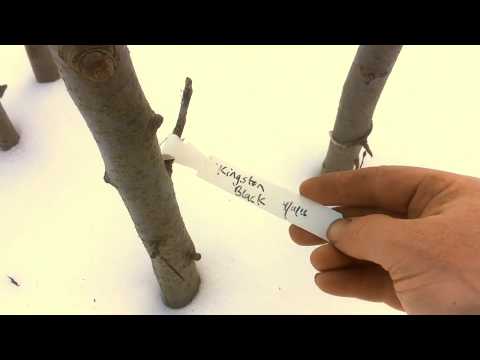 Multi Graft - 2 - 'Prequel' and Origin