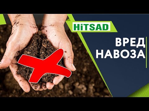 Видео: Полезен ли коровий навоз для почвы?