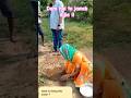 Farming by a rural sister #best method, #agriculture , #natural #trending ,#viral #sikandar nachhe