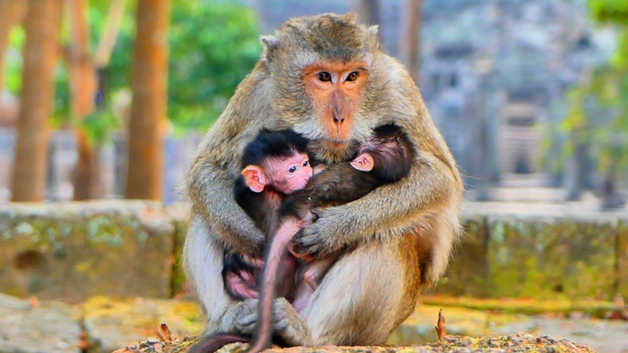 Primate monkey.../Please comforting little baby.../Beautiful life baby.../Nice clip