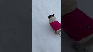 Winter time the pug