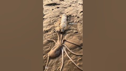 How does a octopus get into a bottle 😱 #shortvideo