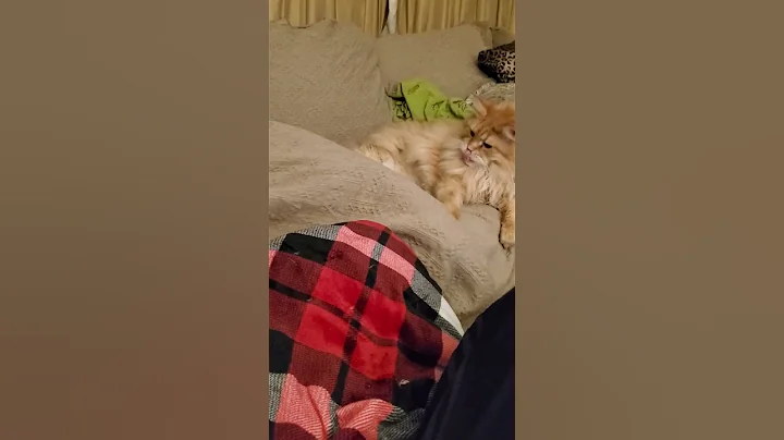 Video 3903361: mainecoon cat pet, cat fails pets, pets attack