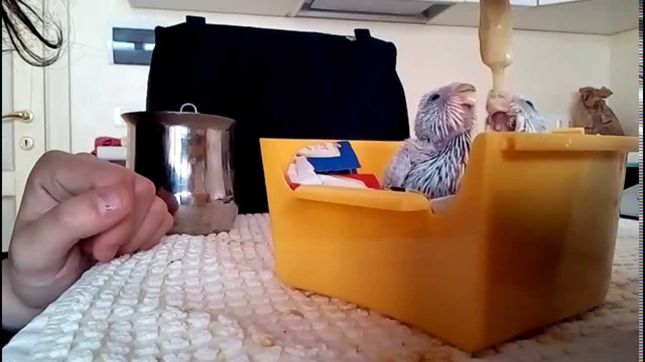 Cocoriti allevati a mano