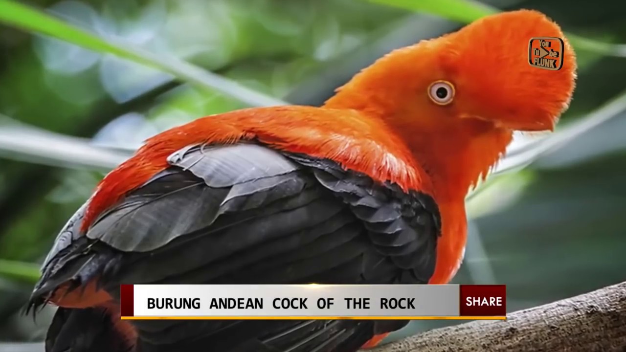 35 Gambar Burung  Rajawali  Terindah Di Dunia Yang Istimewa 