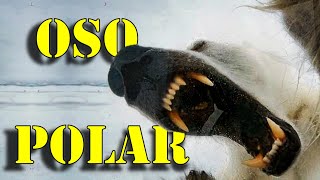 Oso Polar - El Mega Depredador del Ártico