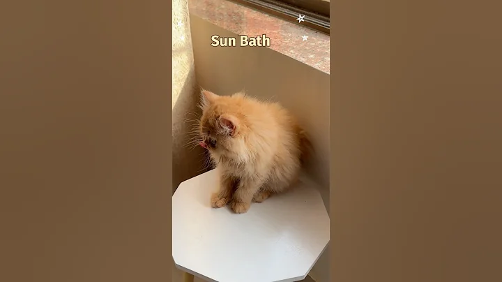 Watch the video about Cute Kitten 🐱 Sun Bathing #kitten #cute #cat #shots