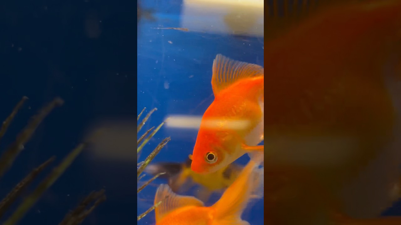 Creatures at PetSmart in Sedona, AZ 