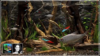 🐟 Building a Blackwater Aquarium | Behind Glass: Aquarium Simulator | screenshot 1