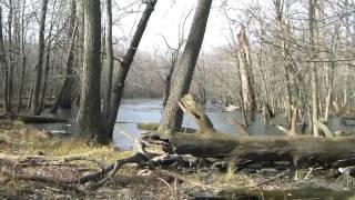 Trip to LaBagh Woods (5/6) 12-7-11