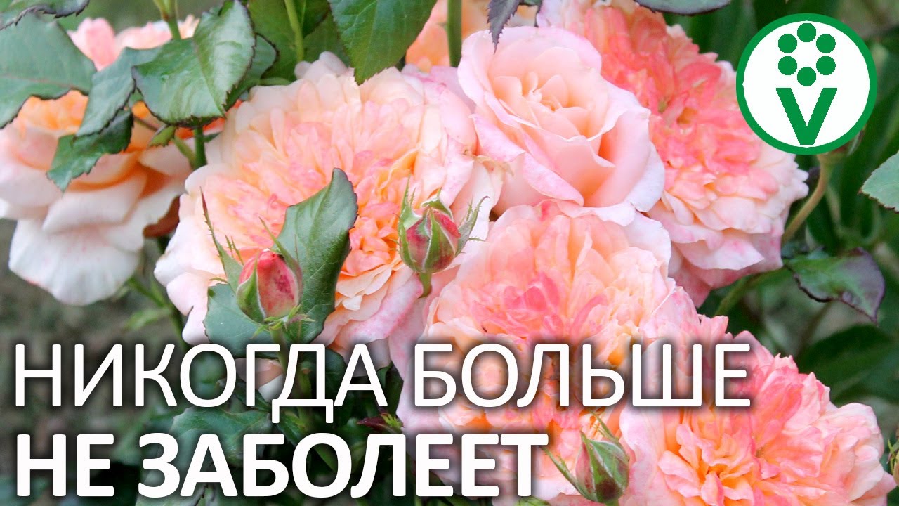 Осенняя обработка роз железным купоросом: защита от вредителей и болезней