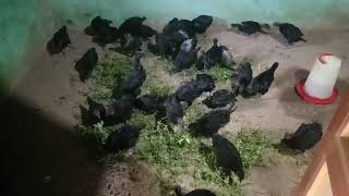 யாரும் தரமுடியாத மிக குறைந்த விலையில் கருங்கோழி குஞ்சுகள் விற்பனைக்கு உள்ளது.(sold)
