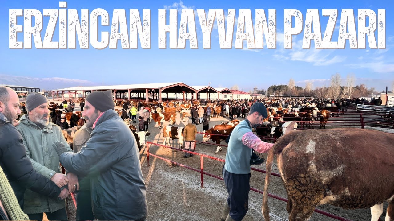 ERZİNCAN CANLI HAYVAN PAZARI / 9 OCAK PERŞEMBE