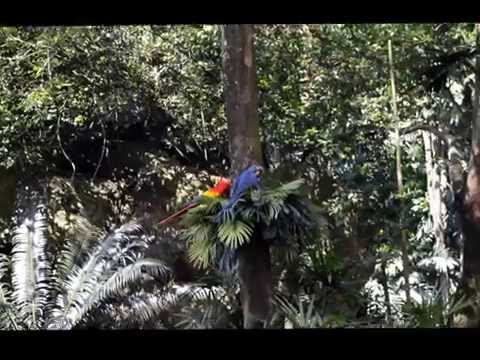 สวนนก Jurong Bird Park ตอนที่ 1