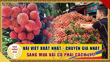 Giá vải thiều hôm nay 2/6/2020 | Chuyên gia Nhật sang mua vải thiều Lục Ngạn, Thanh Hà
