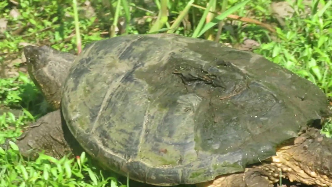 Jack the Great Dane finds a giant snapping turtle