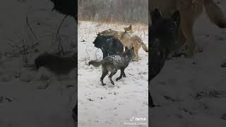 Тибетский мастиф против волка (полное видео)