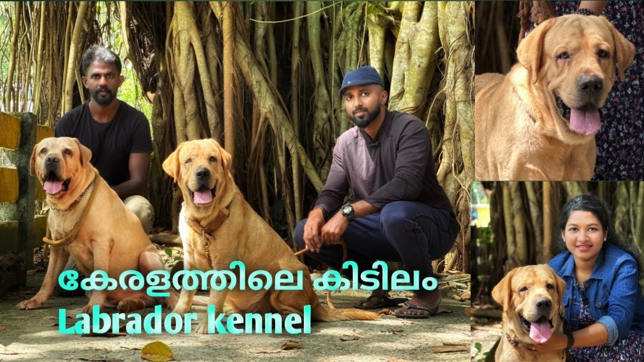 👌14 കിടിലം Labrador ഉള്ള Kennel ,ലാബ്രഡോറിന്റെ സാമ്രാജ്യം labrador